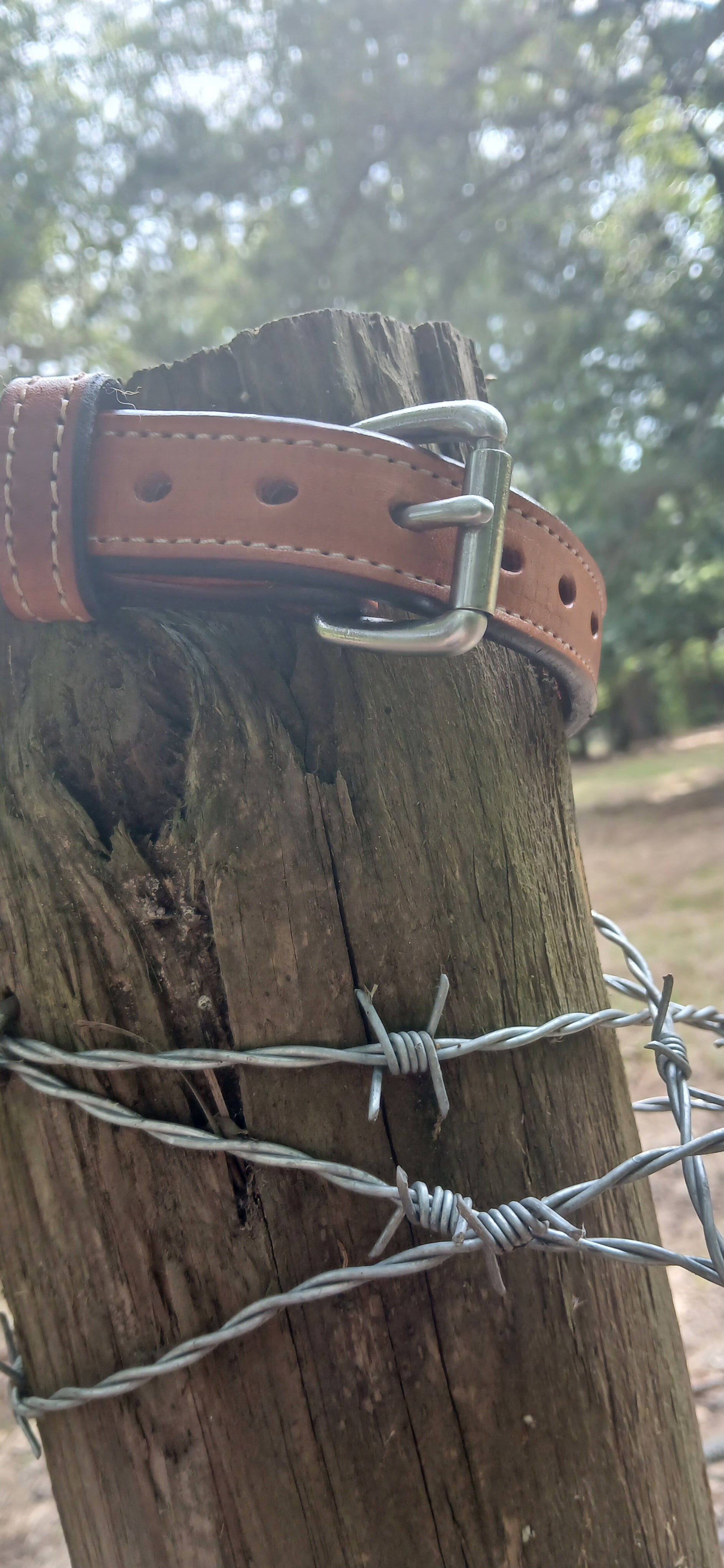 Leather Dog Collar